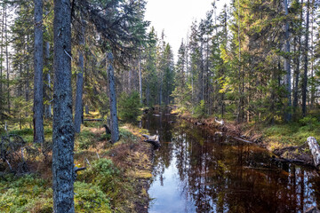 Obraz premium Russian road. Forest road for an all-terrain vehicle. The road through the swamp. Сauseway is a wooden road through a swamp.
