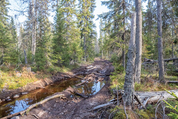 Russian road. Forest road for an all-terrain vehicle. The road through the swamp. Сauseway is a wooden road through a swamp.