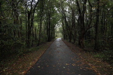 path in the woods