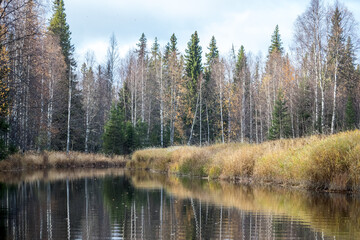 Taiga. River. Autumn. Reflection of trees in the river. Northern river. Northern nature.
