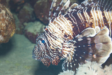 Fish of the Red sea. Butterfly cod (Redsea lionfish)
