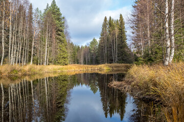 Obraz premium Taiga. River. Autumn. Reflection of trees in the river. Northern river. Northern nature.