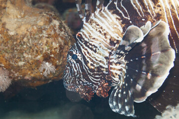 Fish of the Red sea. Butterfly cod (Redsea lionfish)