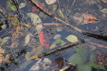 fall leaves in the pond