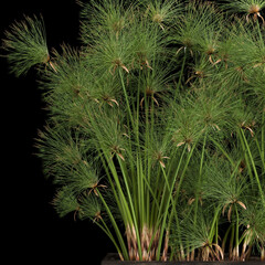 3D illustration decorative Cyperus papyrus in a rust flowerpot Isolated on a black background