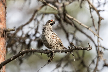 Grouse, hazel grouse, fritillaria, hazel-hen. Bird of the northern forest. Hunting. Hunting bird. Game.