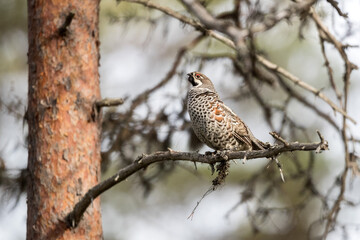 Grouse, hazel grouse, fritillaria, hazel-hen. Bird of the northern forest. Hunting. Hunting bird. Game.