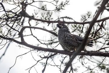 Grouse, hazel grouse, fritillaria, hazel-hen. Bird of the northern forest. Hunting. Hunting bird. Game.