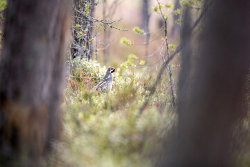 Grouse, hazel grouse, fritillaria, hazel-hen. Bird of the northern forest. Hunting. Hunting bird. Game.
