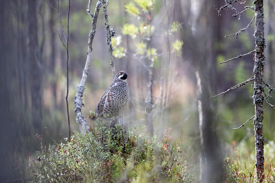 Grouse, hazel grouse, fritillaria, hazel-hen. Bird of the northern forest. Hunting. Hunting bird. Game.