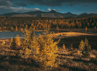 Lake in the larch forest. Yellow trees. Mountains in the background.