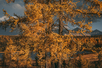 Close-up of yellow larch tree branches. Coniferous forest background.