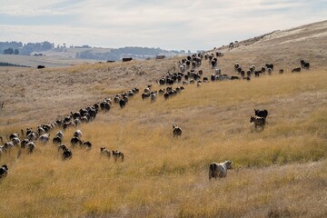 Close up of Stud Beef bulls, cows and calves grazing on grass in a field, in Australia. breeds of...