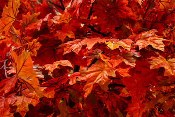 red maple leaves in autumn on a tree in the forest, autumn foliage halloween background