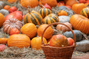 pumpkins festival,Halloween  squash,seasonal harvest of natural organic products, octoder holiday,