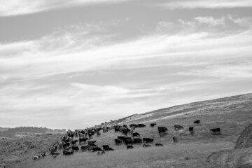 Close up of Stud Beef bulls, cows and calves grazing on grass in a field, in Australia. breeds of...