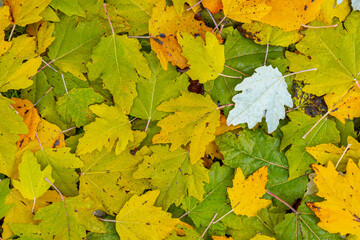 Autumn background from fallen yellow and green leaves of Silver poplar tree or Populus alba. Top view
