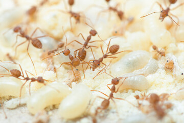 Red Ant and the eggs in Southeast Asia.