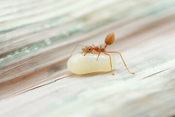 Red Ant and the eggs in Southeast Asia.