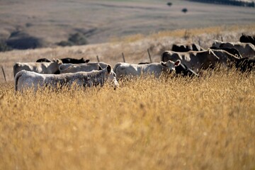 Close up of Stud Beef bulls, cows and calves grazing on grass in a field, in Australia. breeds of...
