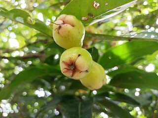 water guava fruit viewed vertically against the background of leaves