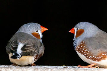 two small birds on a wall looking at each other