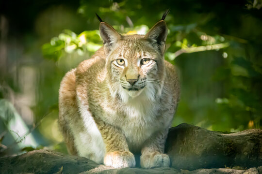 portrait of a lynx sitting on a rock in the forest