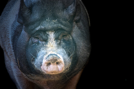 portrait of a black and white pig on a black background