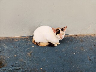Striped cat with dominant white is relaxing beside the house. Cat resting in the sun. Medan city, Indonesia