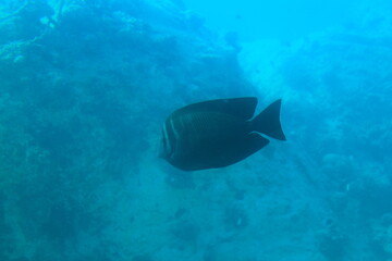 Fototapeta premium Fish in the sea