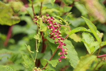 red bush