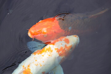 two koi fish in a pond