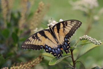 butterfly on a flower