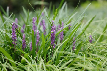 grass in the morning