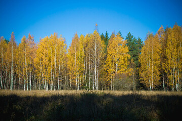 Fototapeta premium autumn landscape with trees