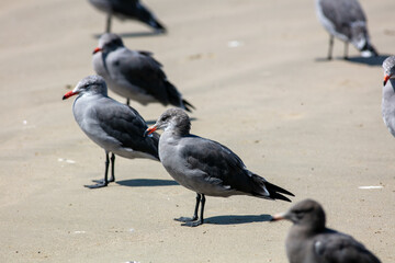 Sea Gulls on the Beach watching the Waves and Hoping for Food to Wash on Shore