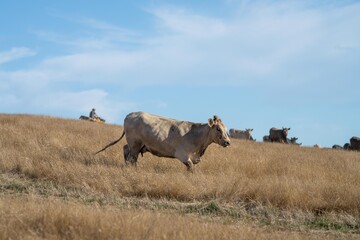 Cows in a field, grazing on pasture during a hot dry summer, in Australia