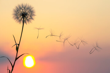 Dandelion seeds are flying against the background of the sunset sky. Floral botany of nature