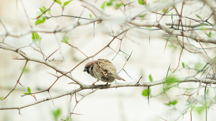 The Eurasian tree sparrow (lat. Passer montanus), of the sparrow family (Passeridae), sitting on the woodland hawthorn (lat. Crataegus laevigata), of the Rosaceae family.