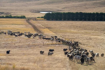Fotobehang Cows in a field, grazing on pasture during a hot dry summer, in Australia © William