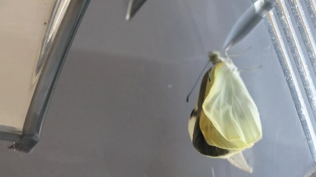 モンシロチョウの羽化part5　-Cabbage white butterfly-　（1.3倍速）