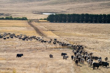 Cows in a field, grazing on pasture during a hot dry summer, in Australia