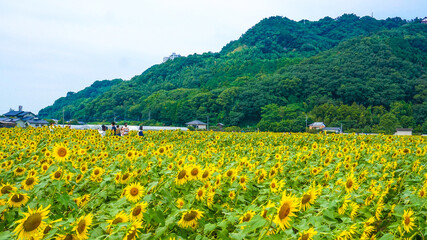 福岡、杷木のひまわり畑