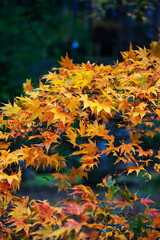 日光の秋の風景