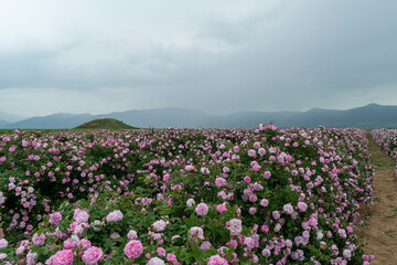 The rose fields in the Thracian Valley near Kazanlak