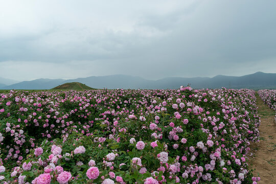 The rose fields in the Thracian Valley near Kazanlak