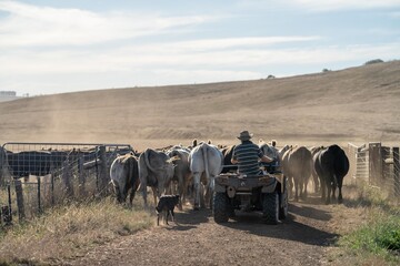 Cows in a field, grazing on pasture during a hot dry summer, in Australia