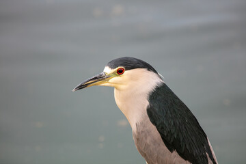 A Black Crested Heron on a Lake Shore