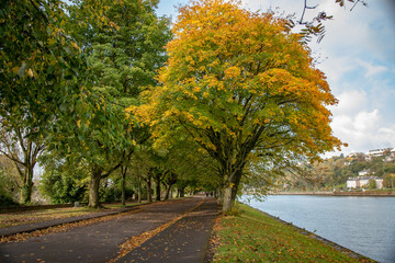 Naklejka premium autumn trees in the park