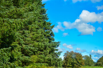 trees and sky